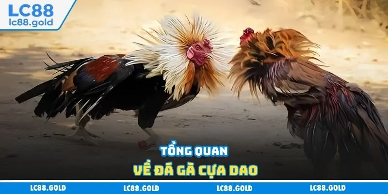 Tổng quan về đá gà cựa dao Tổng quan về đá gà cựa dao